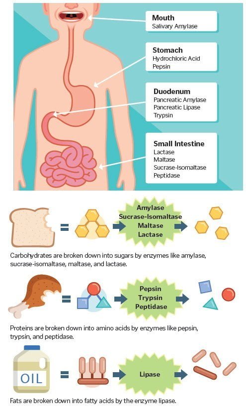 ما هي الانزيمات الهاضمة Digestive System