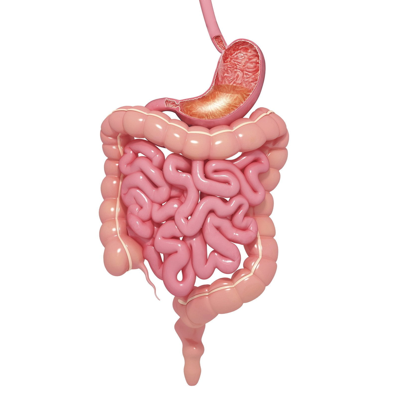 healthy digestive system